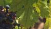 Sonoma Wineries Video