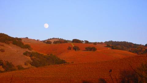 Sonoma Valley Appellation - Valley of the Moon