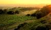 Sonoma Wedding Venues - Paradise Ridge Winery - Santa Rosa, CA