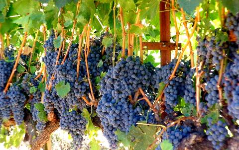 Merlot grapes hang off the vine at Chateau St. Jean.